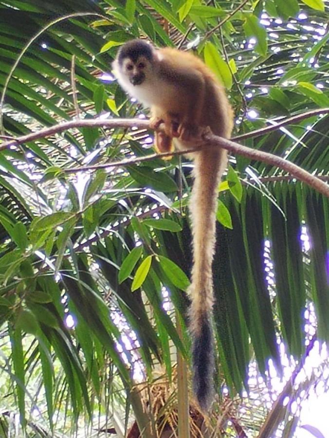 Puerto Jiménez Happy Monkeysヴィラ エクステリア 写真