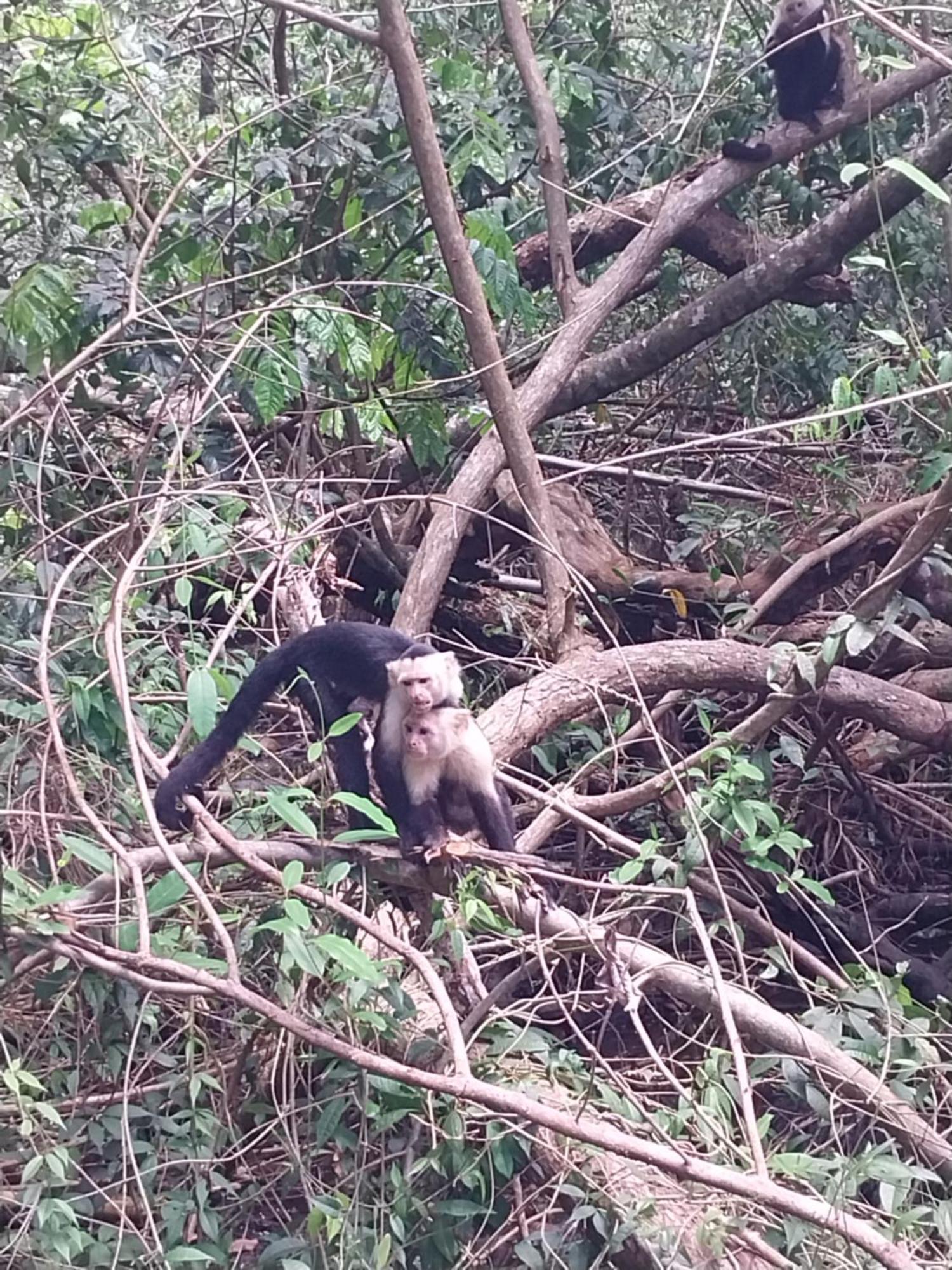 Puerto Jiménez Happy Monkeysヴィラ エクステリア 写真