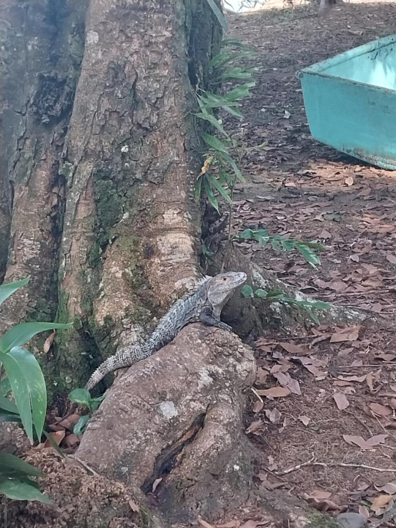 Puerto Jiménez Happy Monkeysヴィラ エクステリア 写真